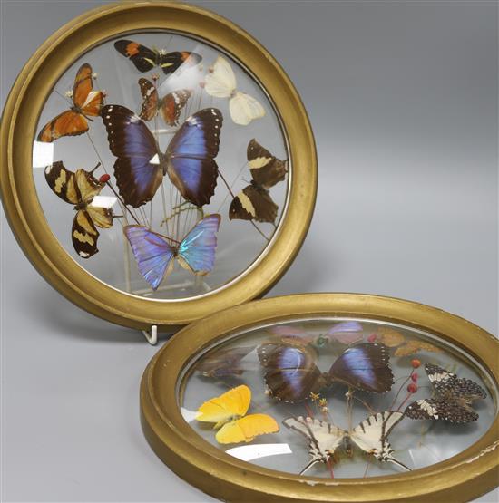 A pair of convex glass panels, mounted with specimen butterflies